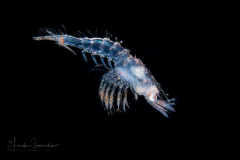 Mysid Shrimp - Mysida