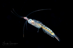 Mysid Shrimp - Mysida