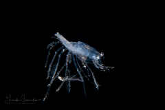 Mysid Shrimp ? - Mysida