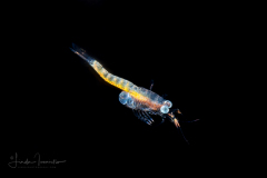 Mysida or Opossum Shrimp - Female with Eggs
