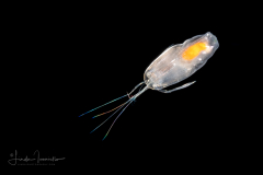 Ostracod - Family Halocyprididae