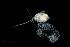 Ostracod - Ostracoda - Cypridinidae Family - Probably Paracypridina floridaensis - Male