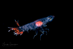 Oxycephalidae, Oxycephalus Amphipod