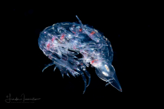 Oxycephalidae, Oxycephalus Amphipod