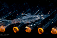 Oxycephalidae, Oxycephalus Amphipod