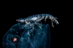 Oxycephalidae, Oxycephalus Amphipod