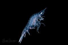 Oxycephalidae, Oxycephalus Amphipod