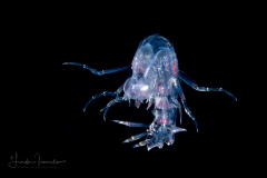 Oxycephalidae, Oxycephalus Amphipod