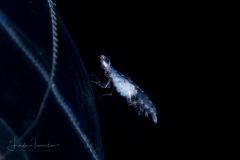 Oxycephalidae, Oxycephalus Amphipod