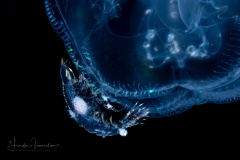 Oxycephalidae, Oxycephalus Amphipod