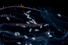 Oxycephalidae, Oxycephalus Amphipod Babies - on a Ctenophore