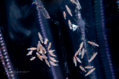 Oxycephalidae, Oxycephalus Amphipod Babies - on a Ctenophore
