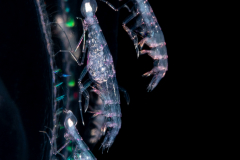 Oxycephalidae, Oxycephalus Amphipod - With Eggs
