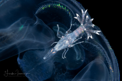 Oxycephalidae, Oxycephalus Amphipod on a Ctenophore