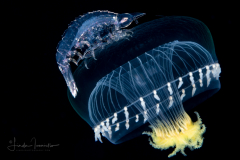 Oxycephalidae, Oxycephalus Amphipod on a Hydromedusa - Leptothecata - Orchistoma collapsum