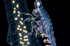 Oxycephalidae - Oxycephalus Amphipod - on a Radiolarian Colony