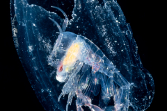 Pelagic Amphipod - Phronimidae - Phronima - Female