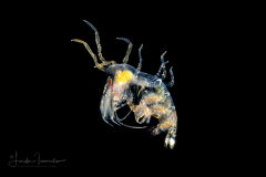 Pelagic Amphipod - Phronimidae - Phronima - Male