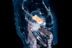 Pelagic Amphipod - Phronimidae - Phronima - Female with Eggs