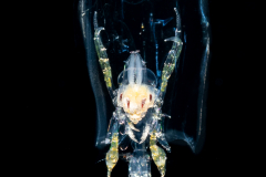 Pelagic Amphipod - Phronimidae - Phronima - Male