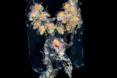 Pelagic Amphipod - Phronimidae - Phronima - With babies
