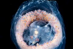 Pelagic Amphipod - Phronimidae - Phronima - With lots of tiny babies