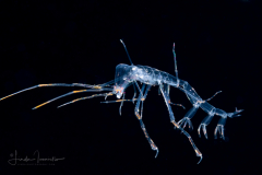 Pelagic Amphipod - Phronimidae - Phronimella elongata