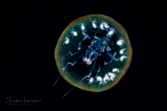 Pelagic Amphipod - Phronimidae - Phronimella elongata - With Babies
