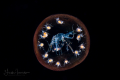 Pelagic Amphipod - Phronimidae - Phronimella elongata - With Babies