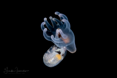 Pelagic Larval Stage of a Tube Anemone - Ceriantharia - with a Hyperiid Amphipod