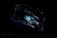 Pelagic Amphipod - Phronimidae - Phronima - Female