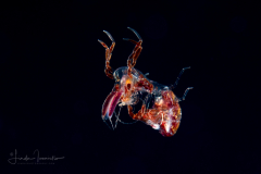 Pelagic Amphipod - Phronimidae - Phronima - Male