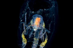 Pelagic Amphipod - Phronimidae - Phronima - Female