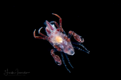 PPelagic Amphipod - Phronimidae - Phronima - Male