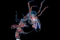 Pelagic Amphipod - Phronimidae - Phronima