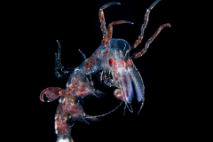 Pelagic Amphipod - Phronimidae - Phronima - Male