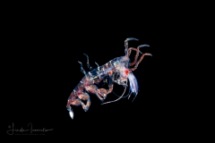 Pelagic Amphipod - Phronimidae - Phronima - Male