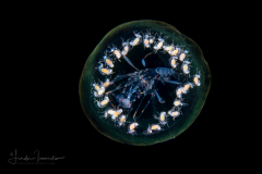Pelagic Amphipod - Phronimidae - Phronimella elongata - With Babies