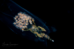 Pelagic Amphipod - Phronimidae - Phronima - With babies