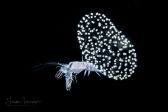 Radiolarian Colony with a Molting Hyperiid Amphipod