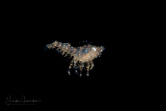 Roughback shrimp - Hippolytidae Family - Trachycaris rugosa ?