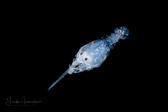 Sand / Mole Crab Larva - Anomura - Albuneidae Family - Albunea sp.