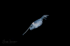 Sand / Mole Crab Larva - Anomura - Albuneidae Family - Albunea sp.
