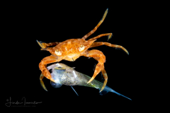 Sargassum Swimming Crab - Portunidae Family - Portunus sayi