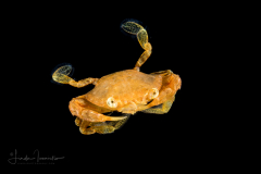 Sargassum Swimming Crab - Portunidae Family - Portunus sayi