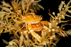 Sargassum Swimming Crab - Portunidae Family - Portunus sayi - Pair