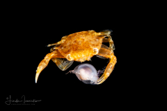 Sargassum Swimming Crab - Portunidae Family - Portunus sayi -  Preying on a Sea Butterfly - Pteropoda