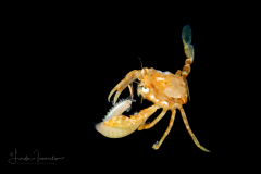Sargassum Swimming Crab - Portunidae Family - Portunus sayi - with prey, a Syllidae Epitoke Worm