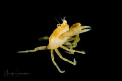 Sargassum Swimming Crab - Portunidae Family - Possibly Portunus sayi
