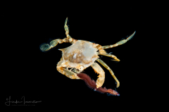 Sargassum Swimming Crab - Portunidae Family - Possibly Portunus sayi